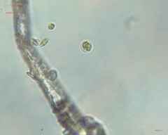 Chlamydomonadales
