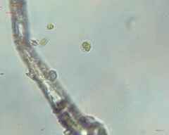 Chlamydomonadales