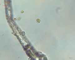 Chlamydomonadales