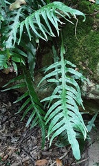 Microsorum scandens