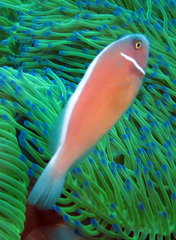 Amphiprion perideraion