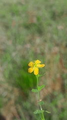 Hypericum japonicum