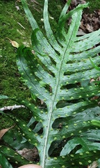 Microsorum scandens