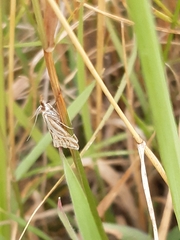 Hednota pleniferellus
