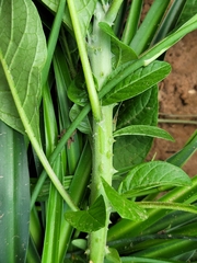 Solanum giganteum