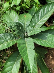 Solanum giganteum