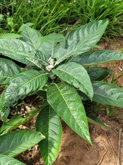 Solanum giganteum