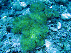 Stichodactyla gigantea