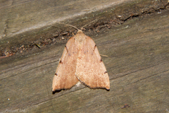 Sestra humeraria