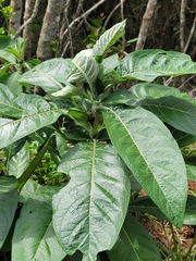 Solanum giganteum