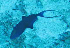 Odonus niger