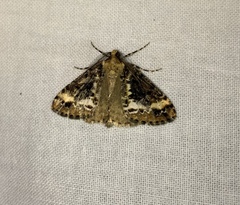 Pseudocoremia leucelaea