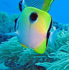 Chaetodon unimaculatus