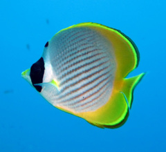 Chaetodon adiergastos