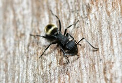 Polyrhachis erato