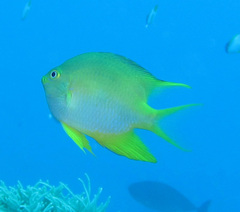 Amblyglyphidodon aureus