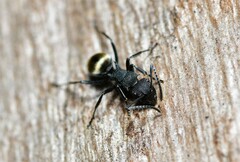 Polyrhachis erato