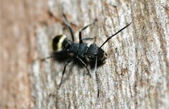 Polyrhachis erato