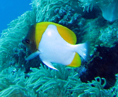 Hemitaurichthys polylepis