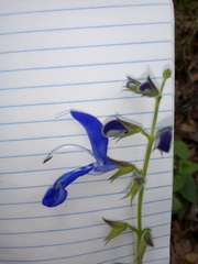 Salvia vitifolia