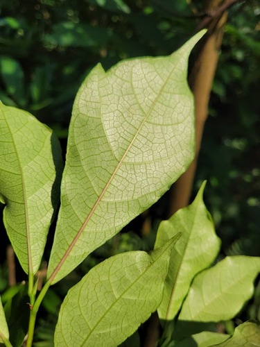 Ficus formosana image