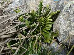 Asplenium obtusatum