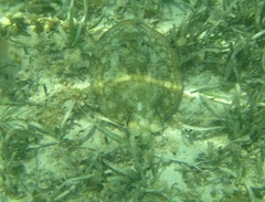 Urobatis jamaicensis