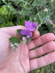 Podalyria burchellii