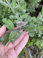 Podalyria burchellii