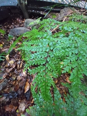 Adiantum formosum