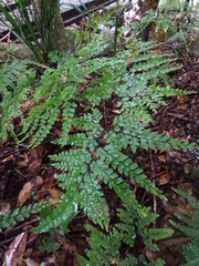 Adiantum formosum