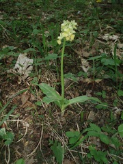Orchis pallens