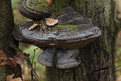 Phellinus alni