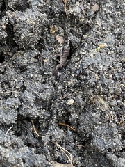 Liocheles