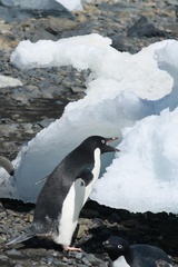 Pygoscelis adeliae