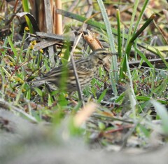 Anthus hodgsoni