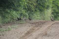 Callipepla douglasii