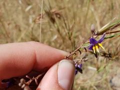 Dianella amoena