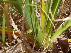 Dianella amoena