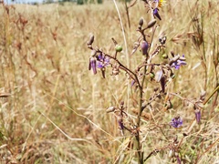 Dianella amoena