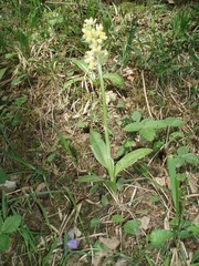 Orchis pallens