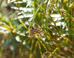 Melitulias discophora