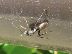 Camponotus japonicus