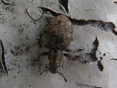 Entiminae