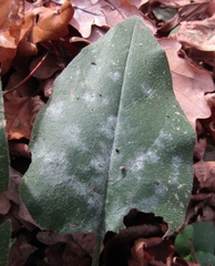 Golovinomyces cynoglossi
