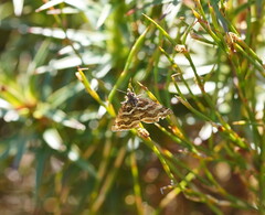 Melitulias discophora