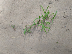 Echinochloa crus-galli