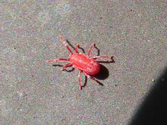 Erythraeidae