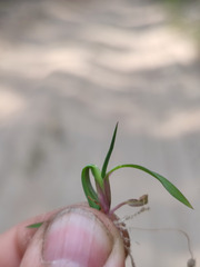Echinochloa crus-galli