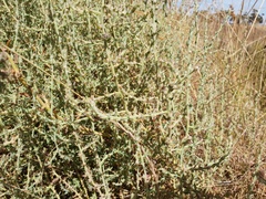 Sclerolaena muricata
